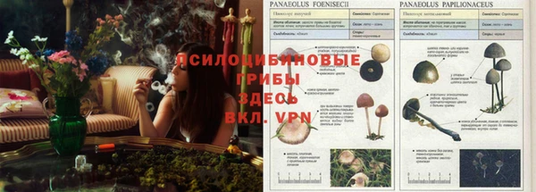 spice Аркадак